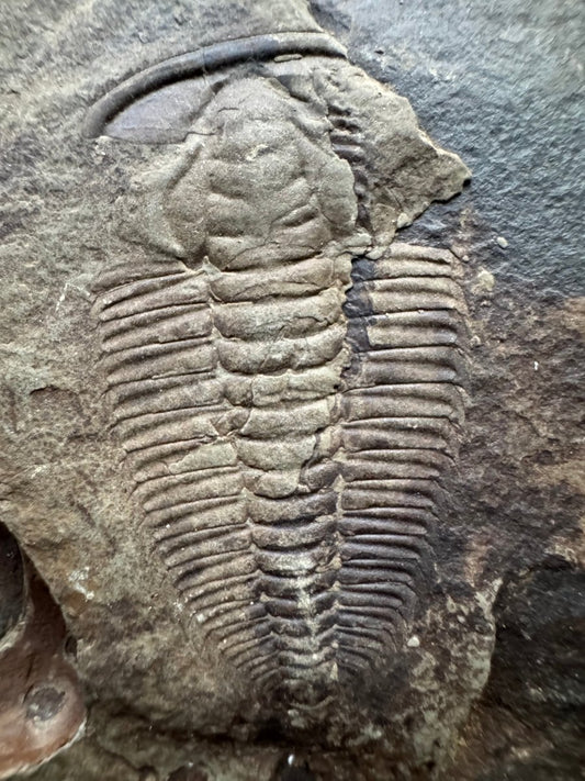 Redlichia chinensis Trilobite Fossil from Cambrian Period, China - FossilsAndMore