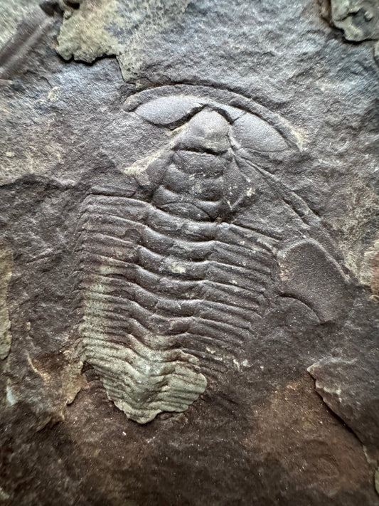 Redlichia chinensis Trilobite Fossil from Cambrian Period, China - FossilsAndMore