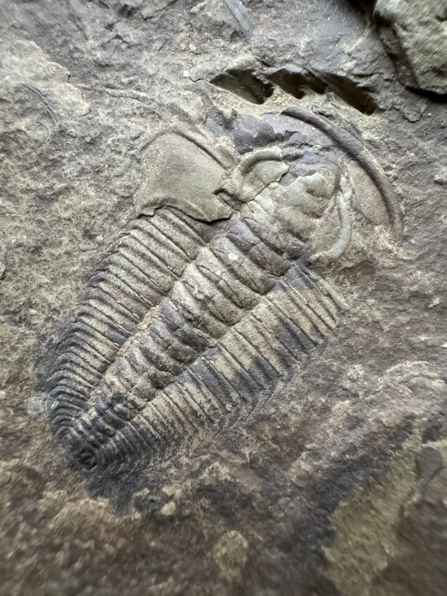 Redlichia chinensis Trilobite Fossil from Cambrian Period, China - FossilsAndMore