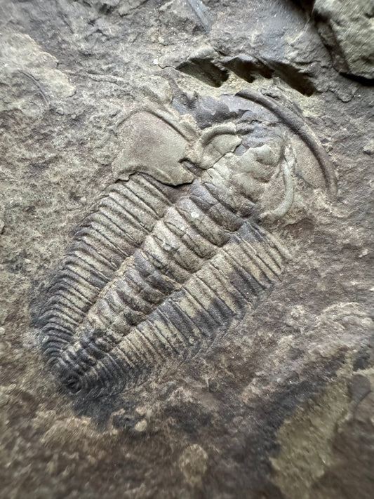 Redlichia chinensis Trilobite Fossil from Cambrian Period, China - FossilsAndMore