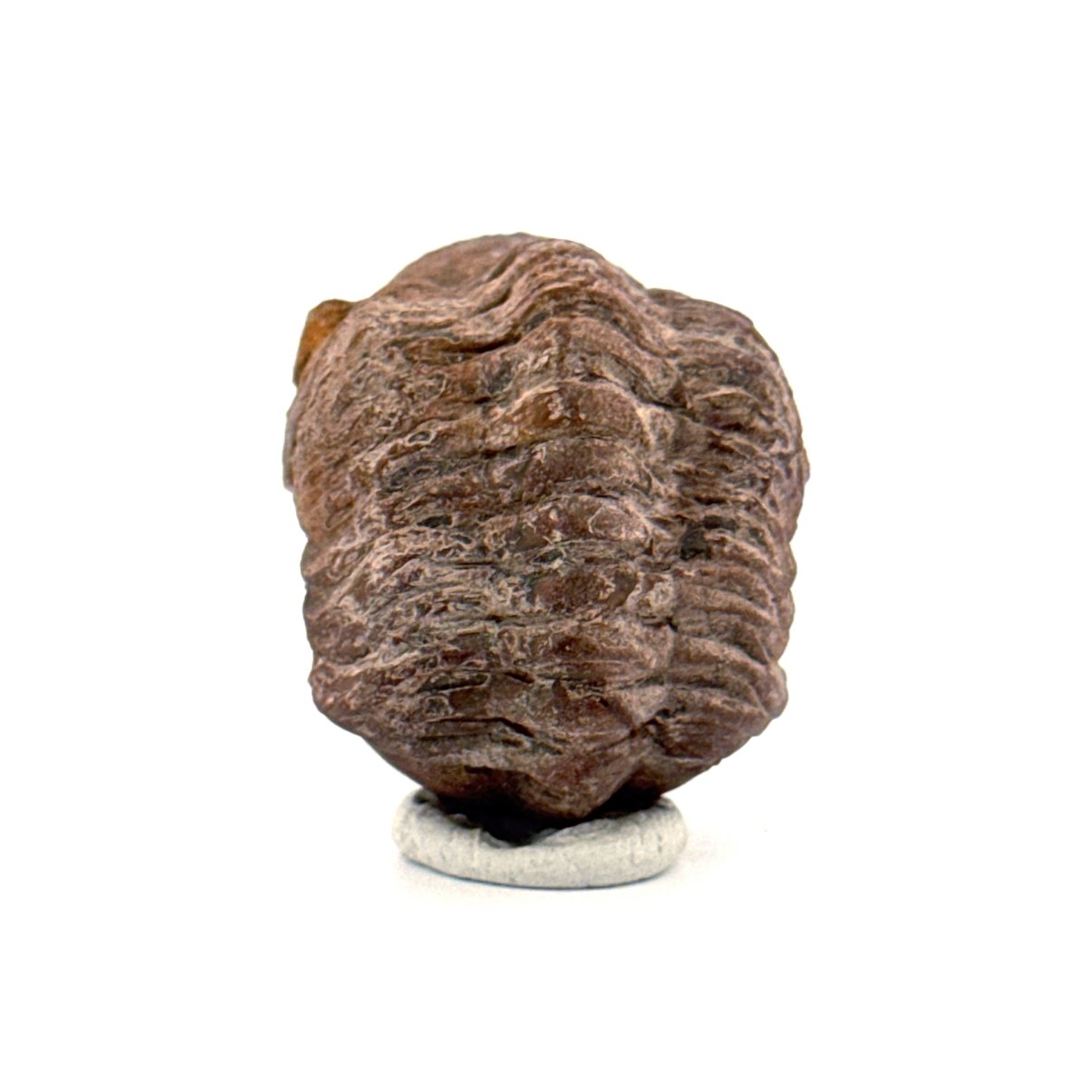 Reedops, Devonian Rolled - up Trilobite fossil from Morocco (2.30") - FossilsAndMore