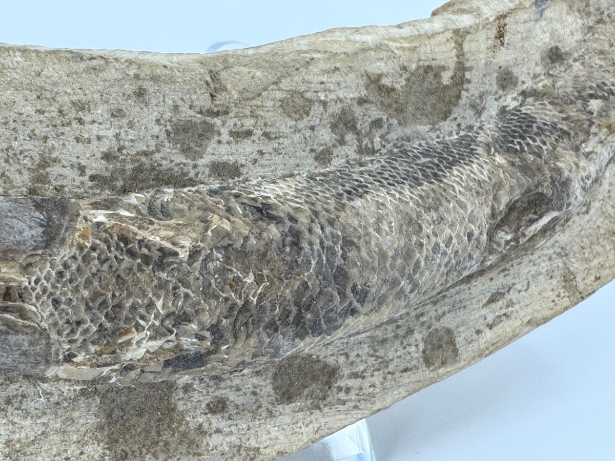 Rhacolepis buccalis Fossil Fish from Brazil, Authentic Cretaceous Fish - FossilsAndMore