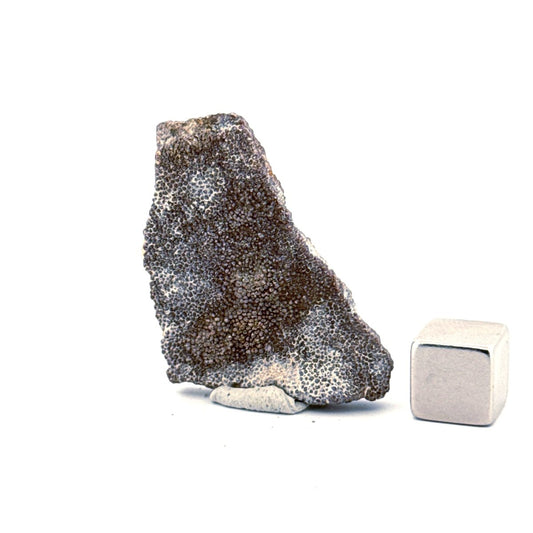 Saltasaurus Dinosaur Eggshell Fossil (1.66") from Cretaceous, Argentina - FossilsAndMore