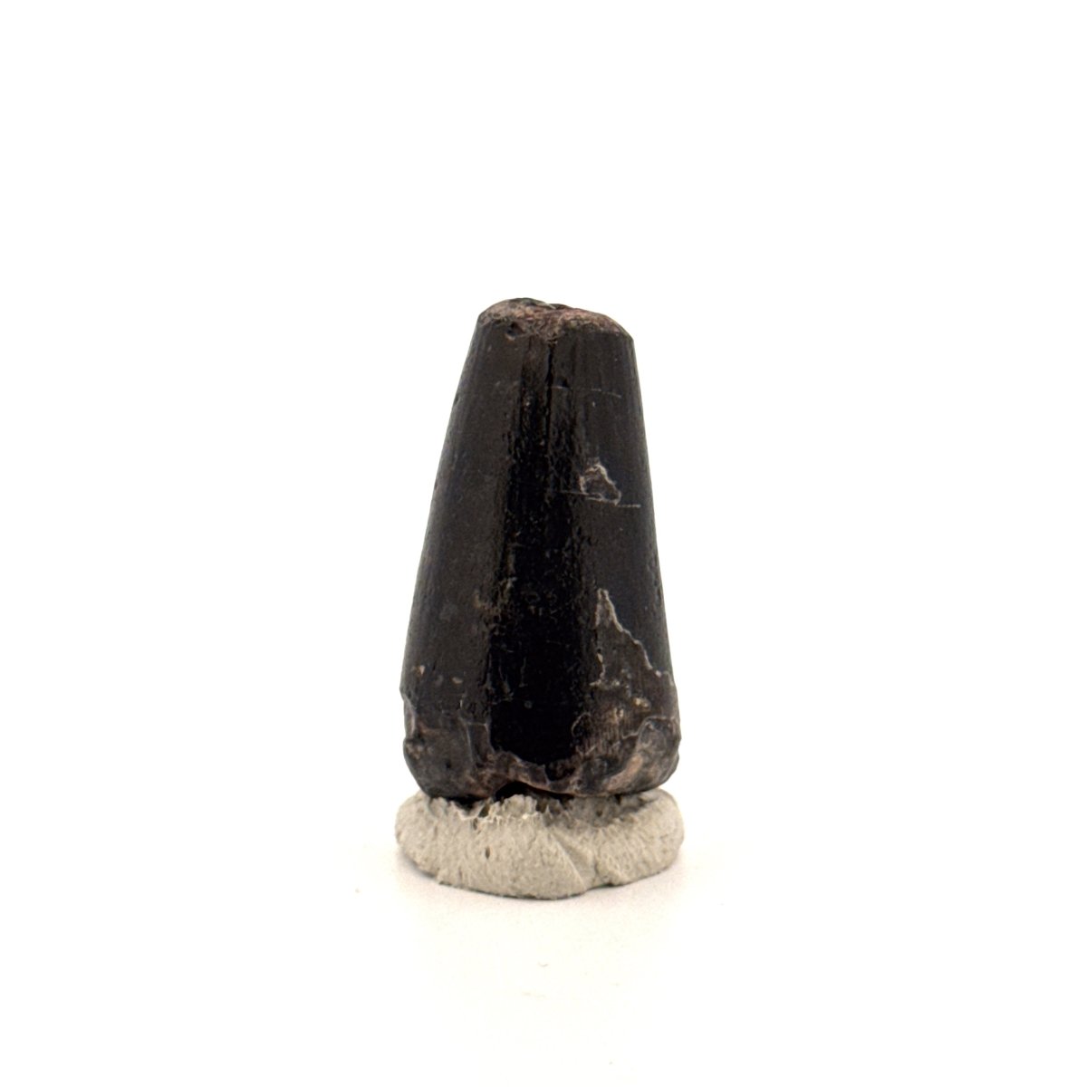 Sarcosuchus Imperator fossil tooth from Niger (1.27") - FossilsAndMore