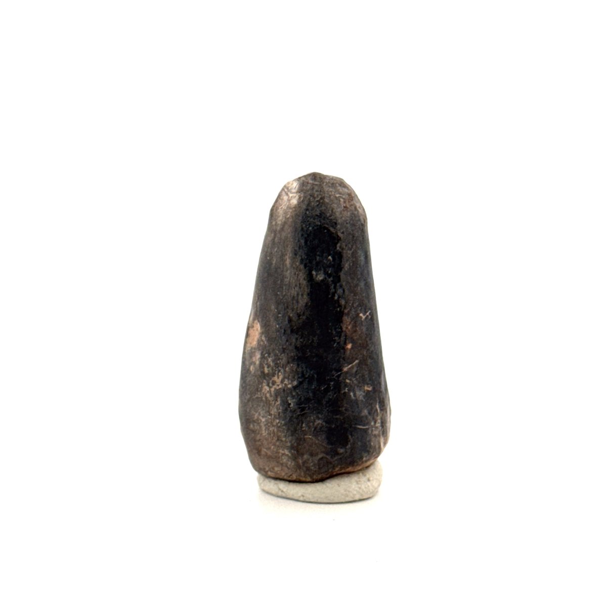 Sarcosuchus Imperator fossil tooth from Niger (1.34") - FossilsAndMore
