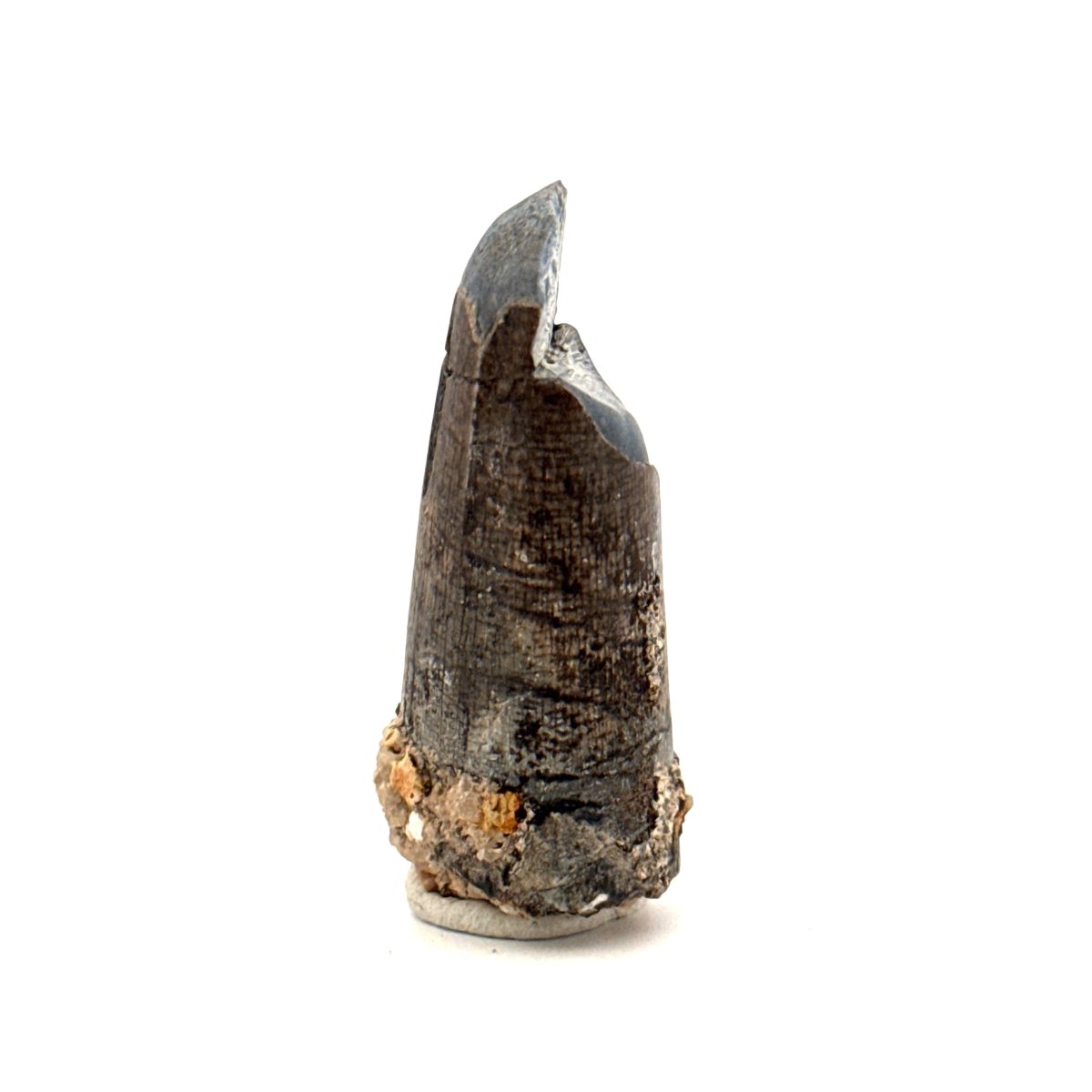 Sarcosuchus Imperator fossil tooth from Niger (1.67") - FossilsAndMore