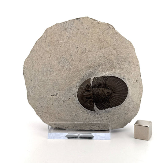 Scutellum sp. Trilobite on Matrix from Devonian, Morocco (1.32") - FossilsAndMore