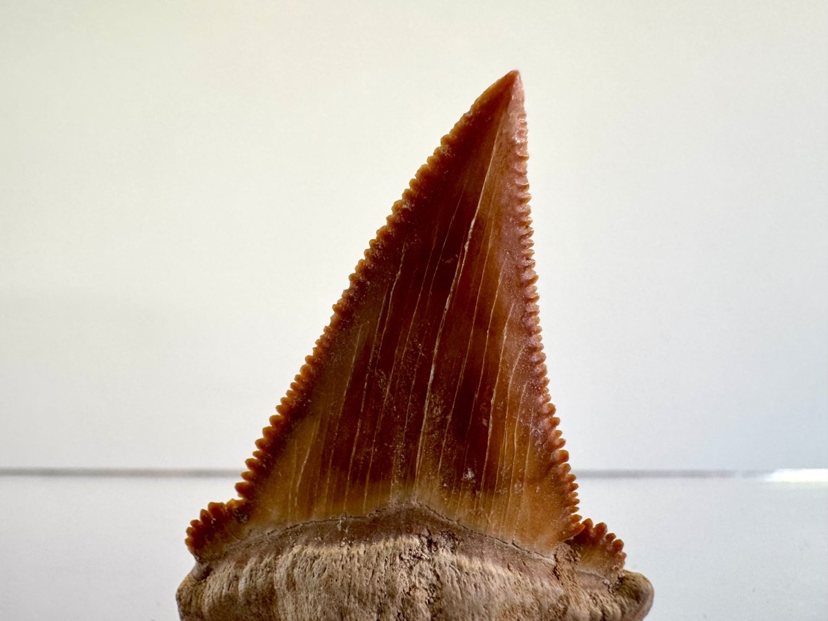 Serrated and Sharp Palaeocarcharodon Orientalis Tooth (1.77") - FossilsAndMore