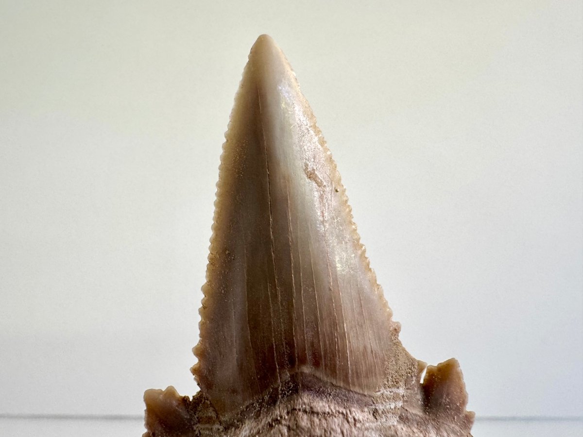 Serrated and Sharp Palaeocarcharodon Orientalis Tooth (1.84") - FossilsAndMore
