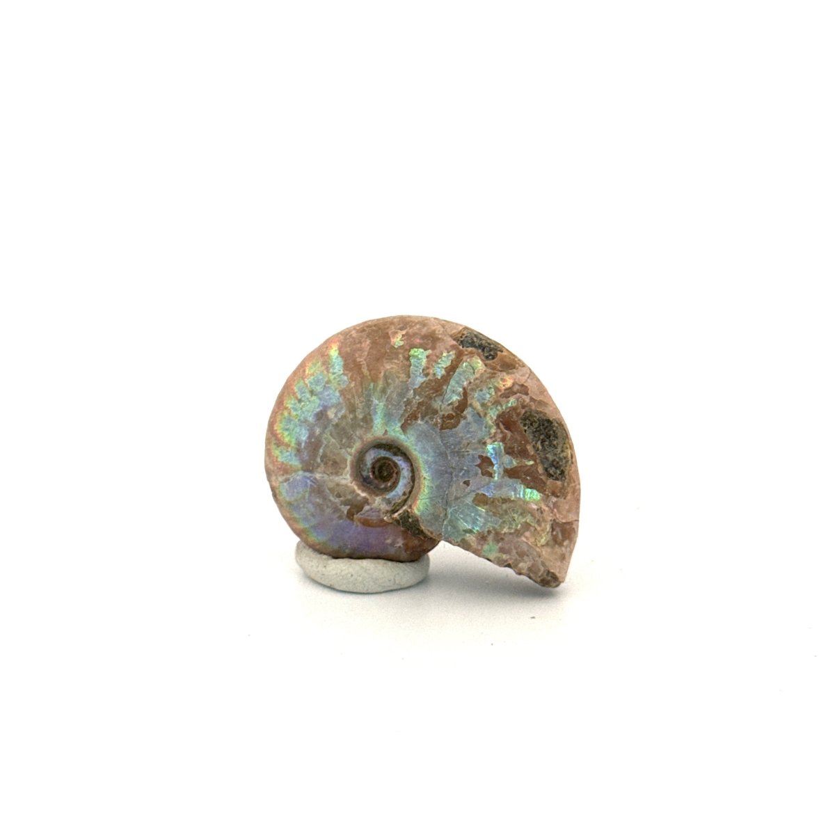 Small Iridescent Ammonite fossil (1.48") - Cretaceous, Madagascar - FossilsAndMore