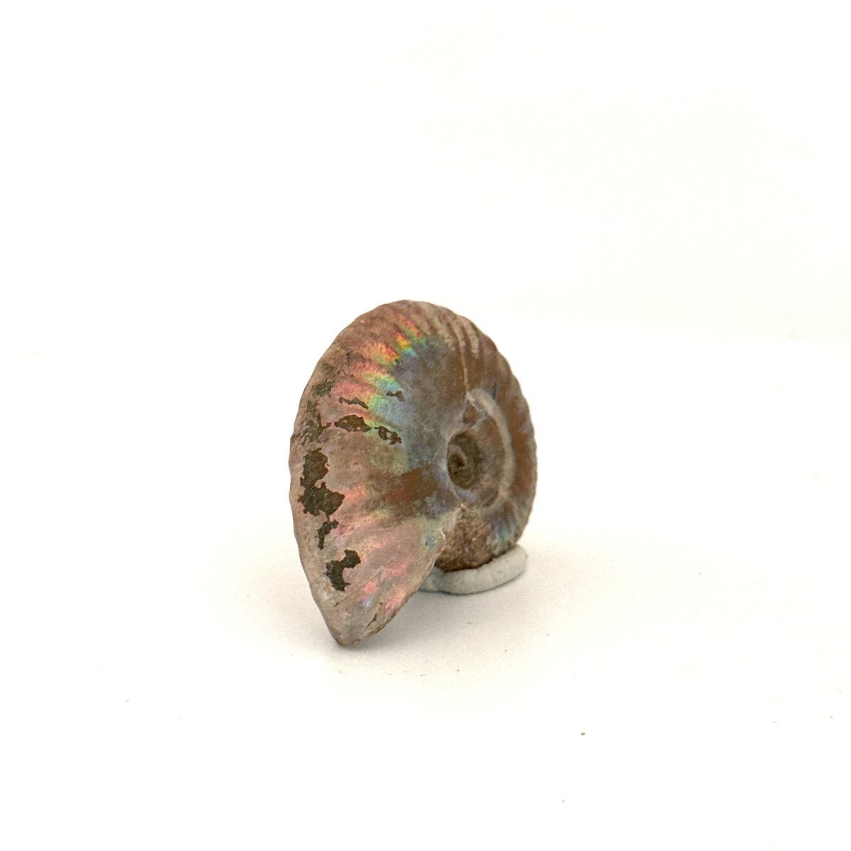 Small Iridescent Ammonite fossil (1.59") - Cretaceous, Madagascar - FossilsAndMore