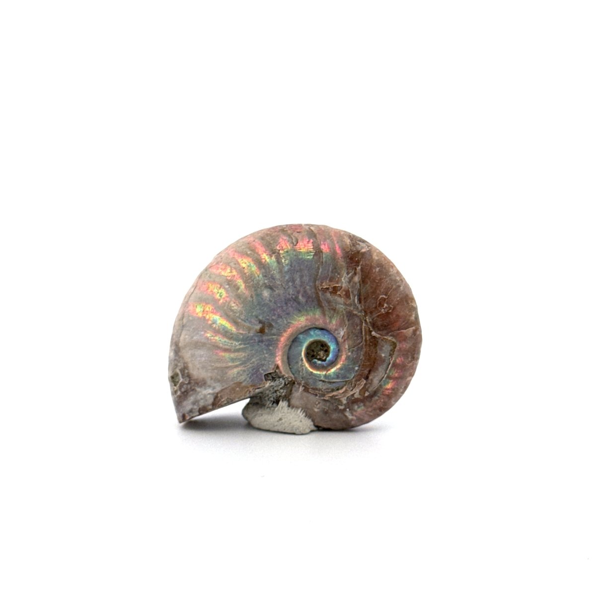 Small Iridescent Ammonite fossil from Cretaceous, Madagascar (1.40") - FossilsAndMore