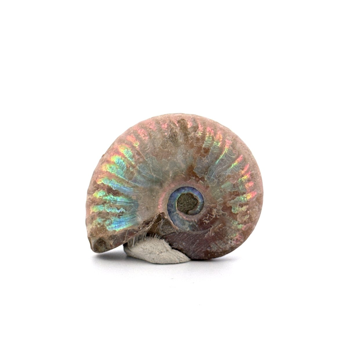 Small Iridescent Ammonite fossil from Cretaceous, Madagascar (1.65") - FossilsAndMore