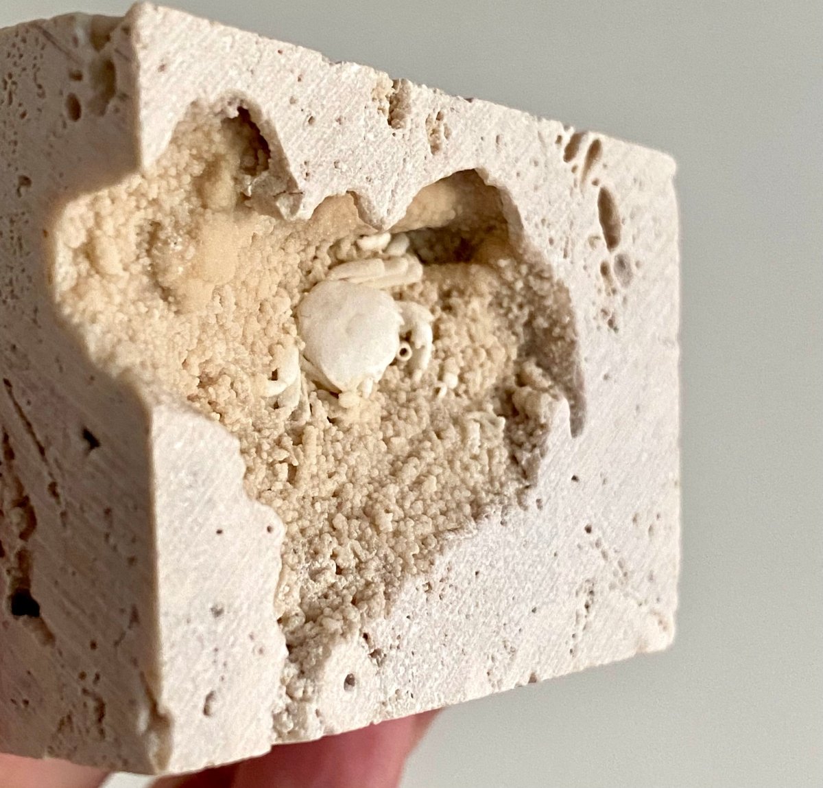 Small Potamon Fossil Crab on Travertine Matrix (0.87") – Pleistocene period, Turkey - FossilsAndMore