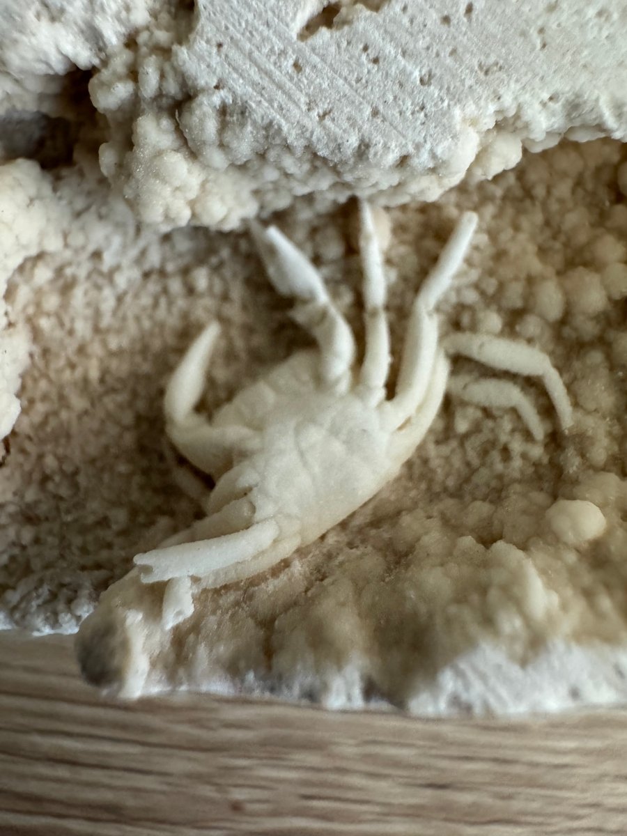 Small upside - down Potamon Fossil Crab on Travertine Matrix (0.70") from Pleistocene period, Turkey - FossilsAndMore