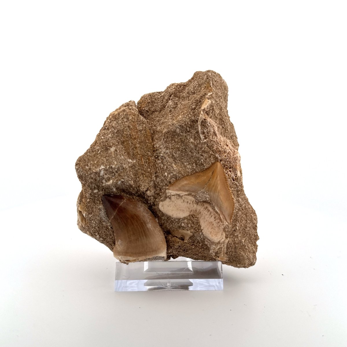 Squalicorax and Mosasaur Teeth on Matrix – Morocco, Cretaceous - FossilsAndMore