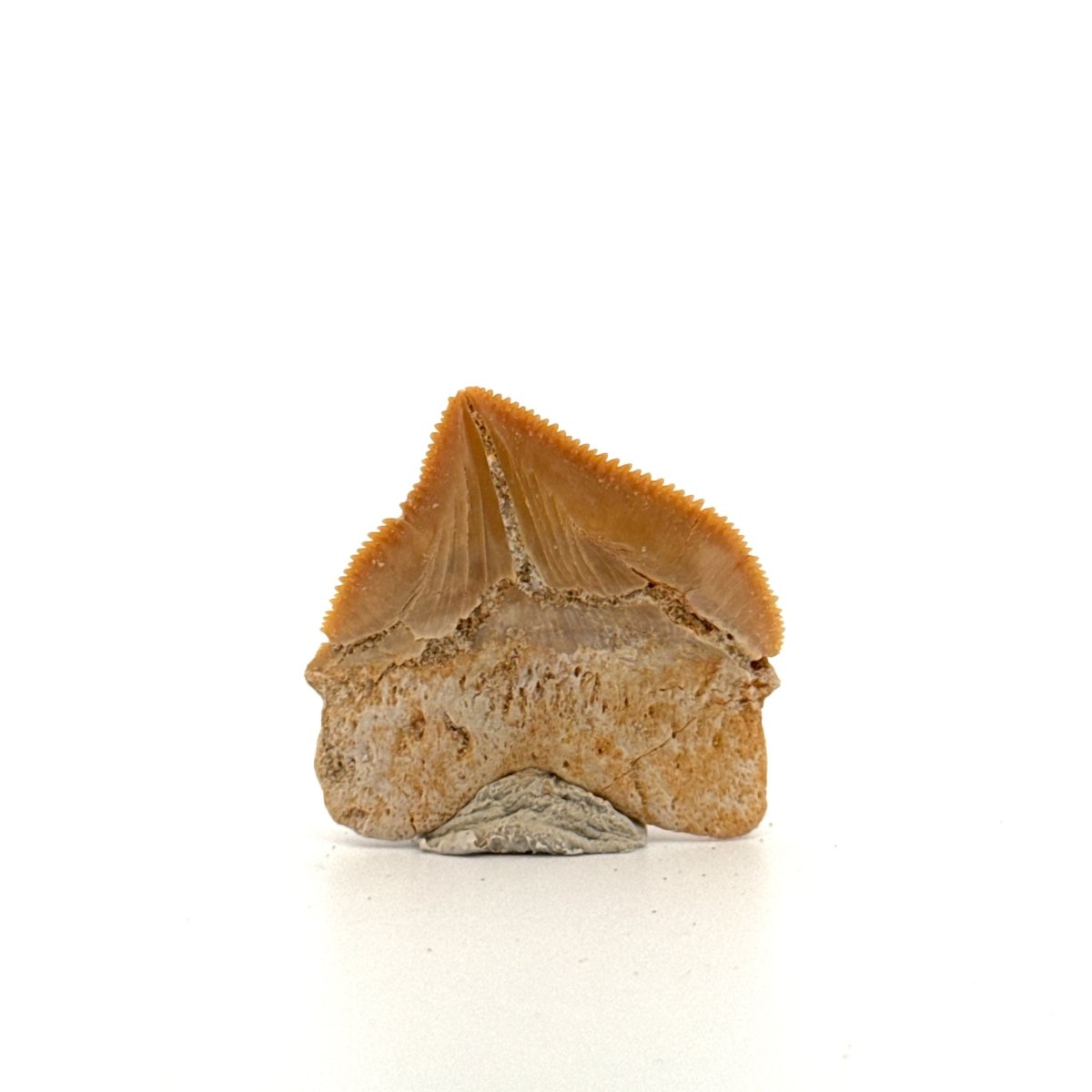 Squalicorax pristodontus shark tooth fossil from Cretaceous, Morocco (1.28") - FossilsAndMore