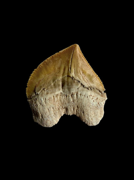 Squalicorax pristodontus shark tooth fossil from Morocco | 1.09" - FossilsAndMore