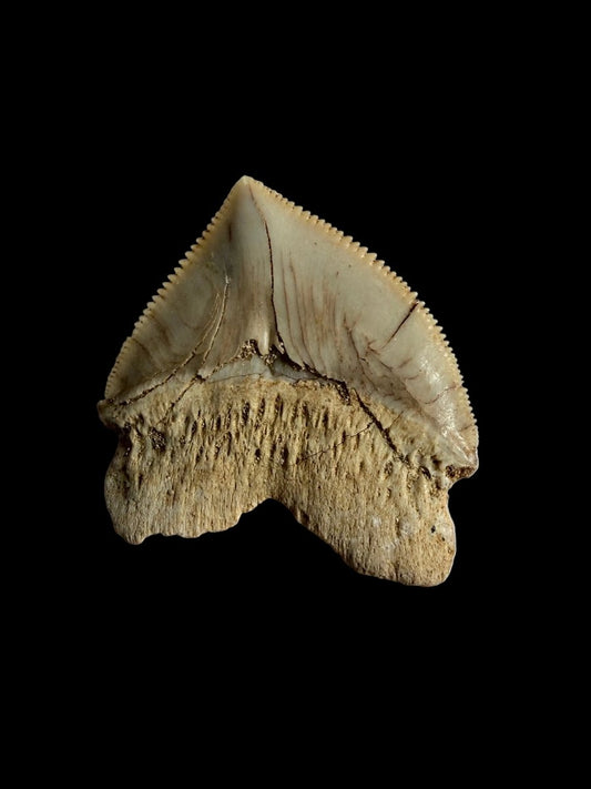 Squalicorax pristodontus shark tooth fossil from Morocco | 1.13" - FossilsAndMore