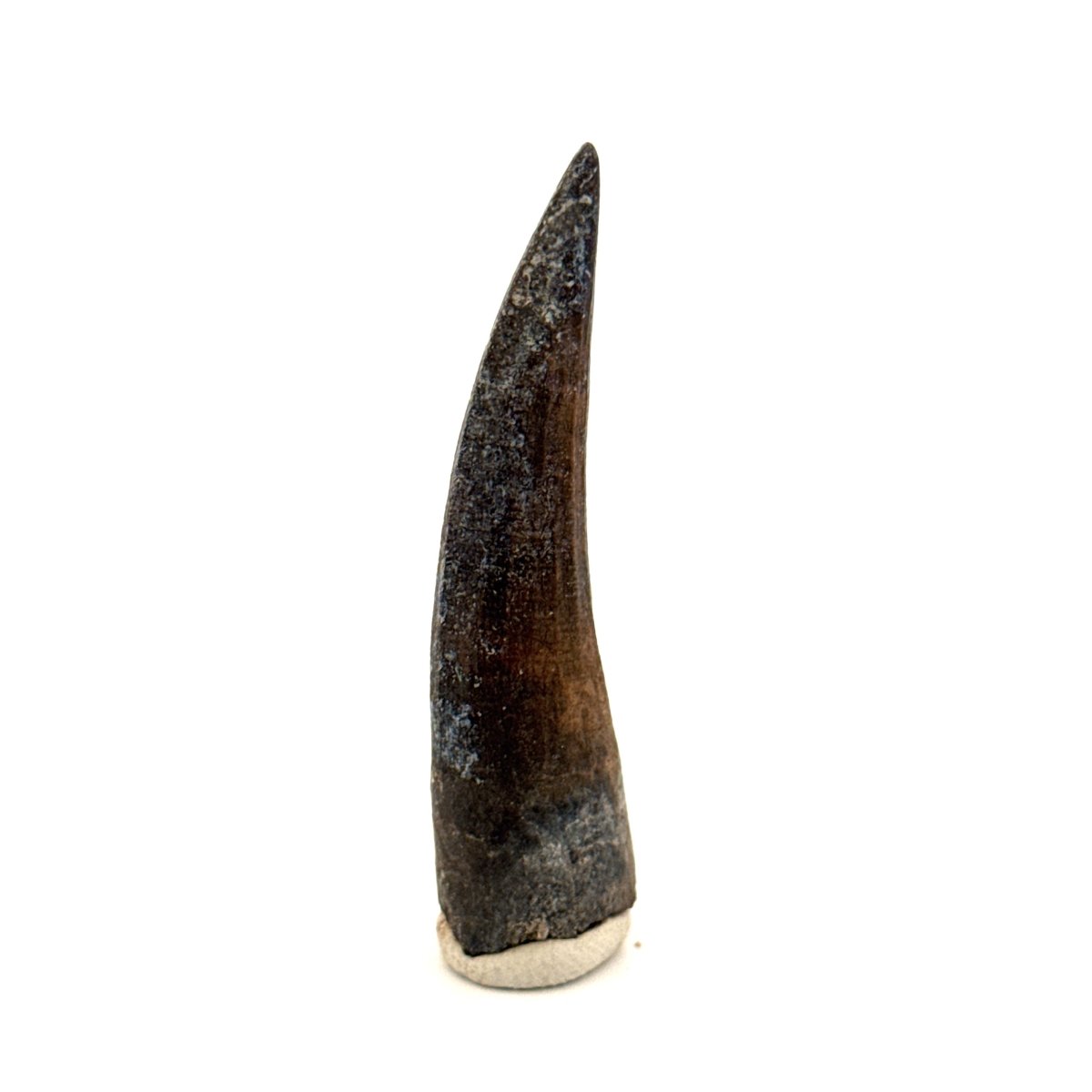 Suchomimus Dinosaur Tooth (2.07") - Spinosaurid Tooth Fossil - Early Cretaceous, Niger - FossilsAndMore