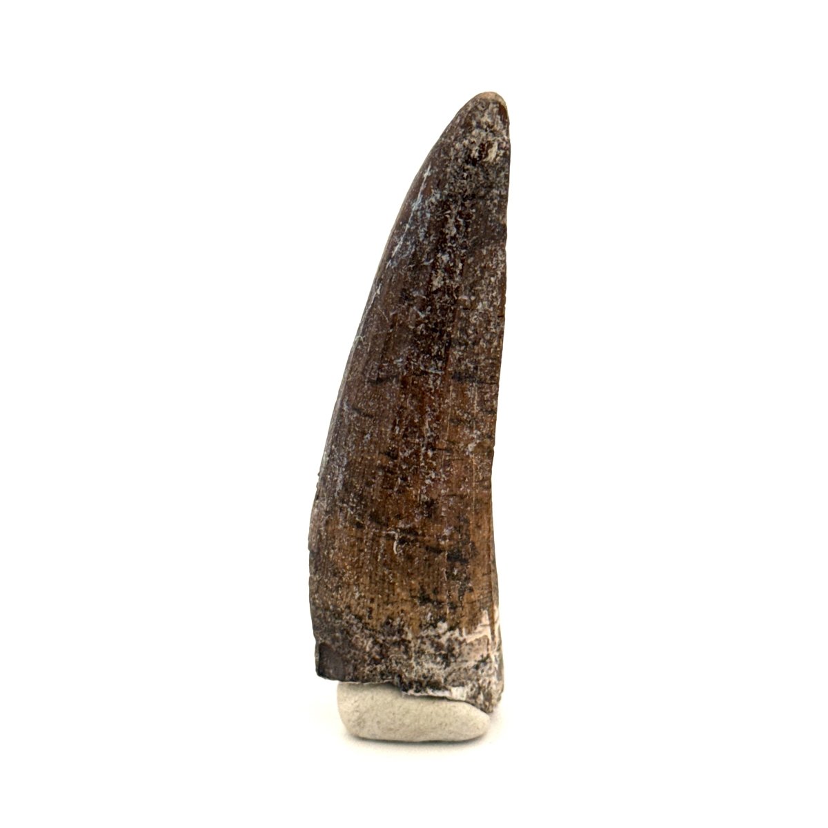 Suchomimus Dinosaur Tooth (2.19") - Spinosaurid Tooth Fossil - Early Cretaceous, Niger - FossilsAndMore