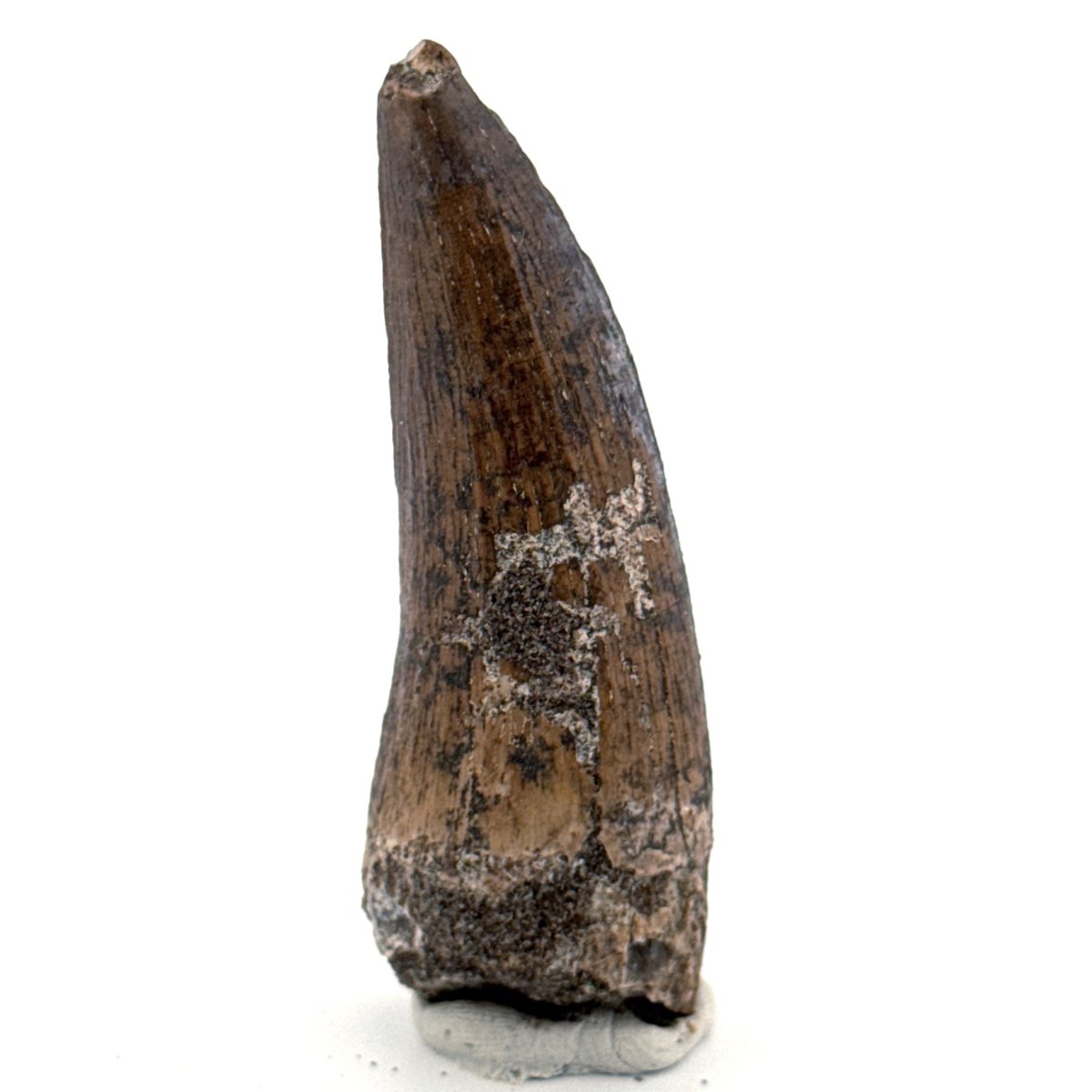 Suchomimus tenerensis Dinosaur Tooth (2.11") - Cretaceous Spinosaurid from Niger - FossilsAndMore