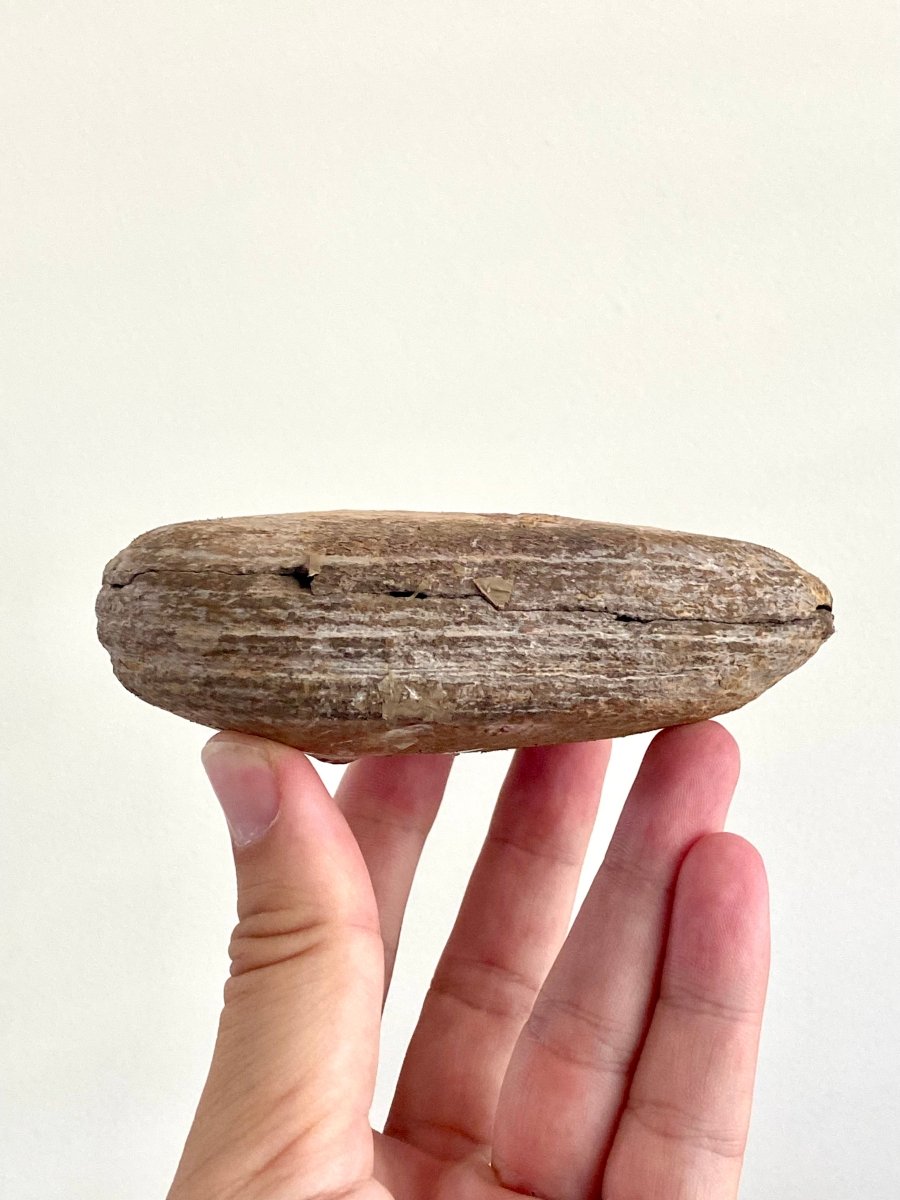 Triassic Fossil Fish In Nodule from Madagascar, Positive & negative (4.60") - FossilsAndMore