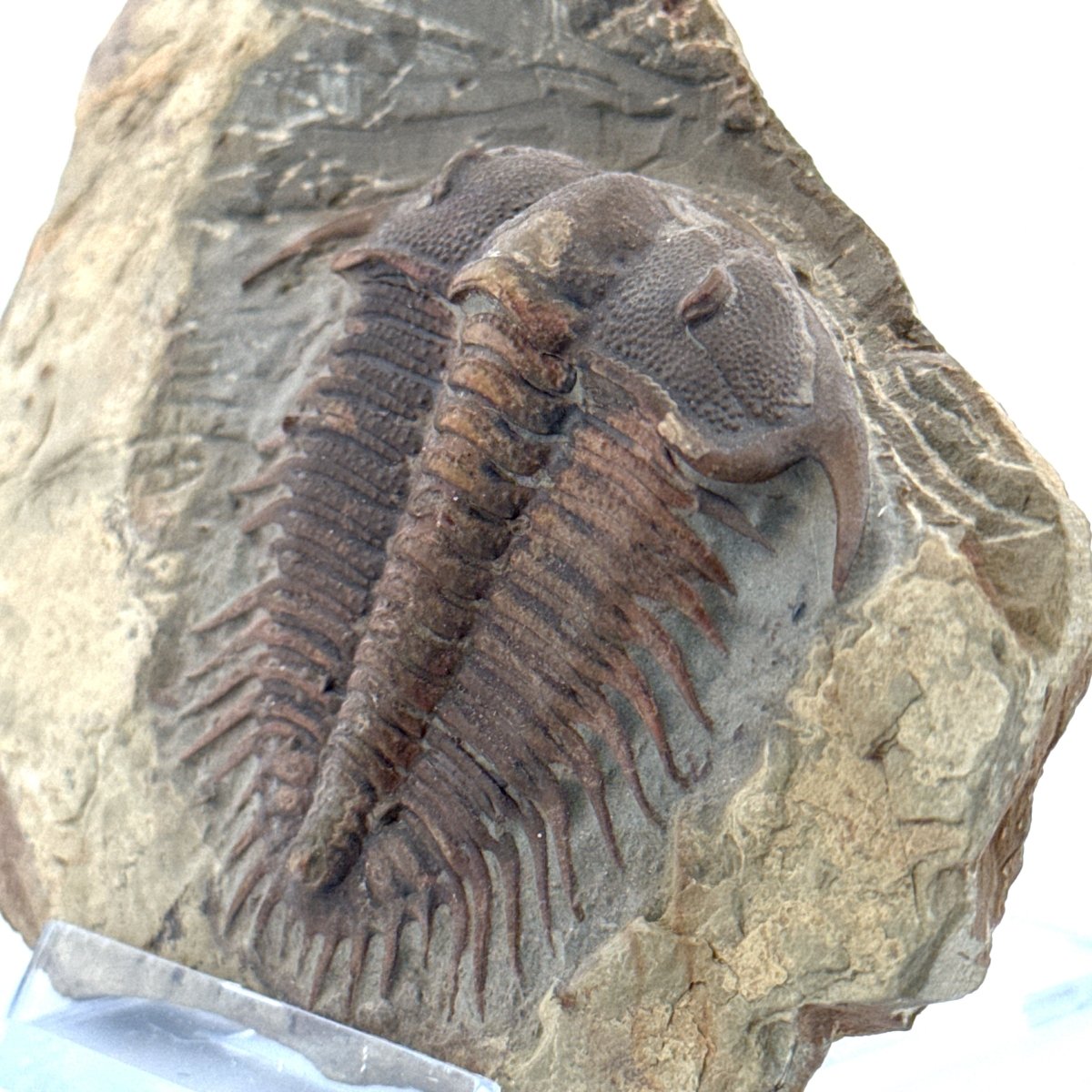 Trilobite fossil, Damesella Paronai (2.05"), Cambrian period, China - FossilsAndMore