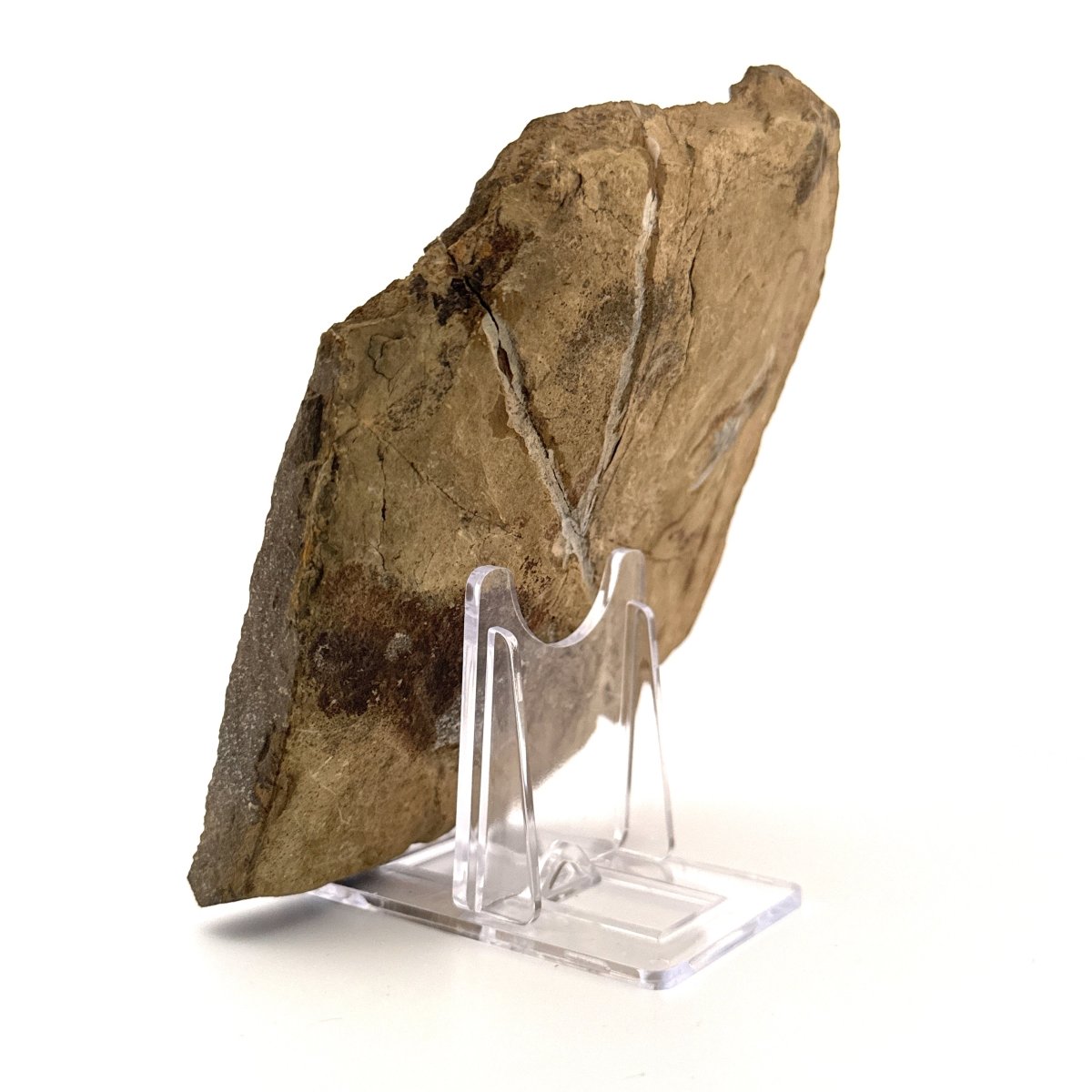 Trilobite fossil, Damesella Paronai (3.50"), Cambrian period, China - FossilsAndMore