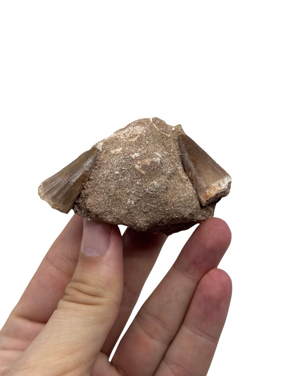 Two Mosasaur Teeth on Matrix – Morocco, Late Cretaceous (04) - FossilsAndMore