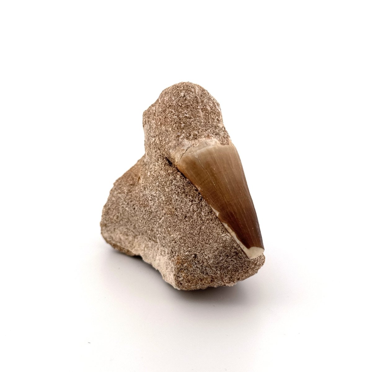 Two Mosasaur Teeth on Matrix – Morocco, Late Cretaceous - FossilsAndMore