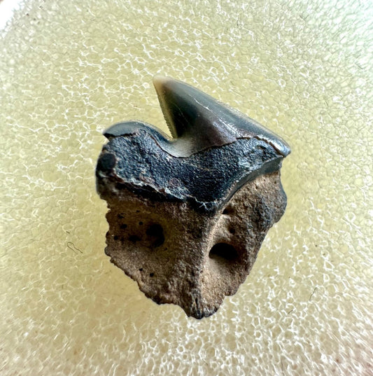 Very rare Somniosus Microcephalus (Greenland) shark tooth fossil from Belgium, real fossil - FossilsAndMore