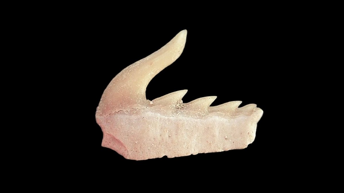 Weltonia ancistrodon shark tooth fossil from Paleocene, Morocco (A003) - FossilsAndMore