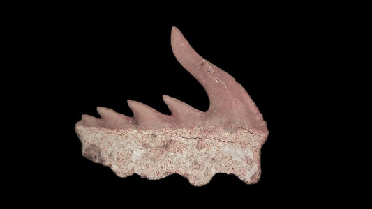 Weltonia ancistrodon shark tooth fossil from Paleocene, Morocco (A006) - FossilsAndMore