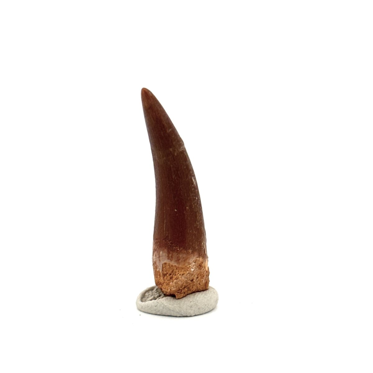 Zarafasaura oceanis Fossil Tooth (1.82") from Morocco - FossilsAndMore