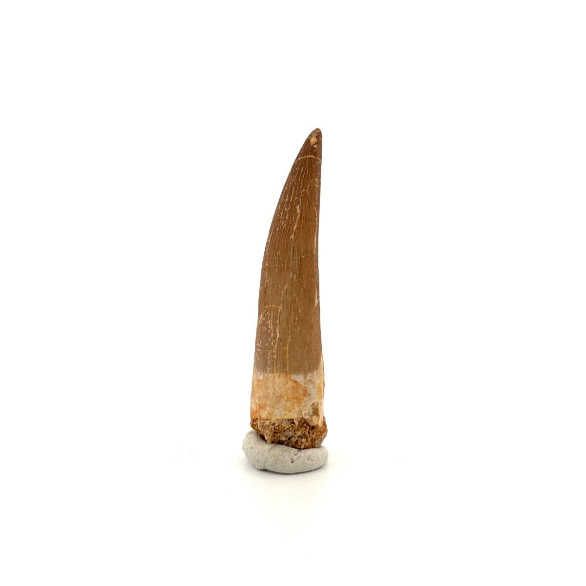 Zarafasaura Oceanis Fossil Tooth (2.21") from Morocco - FossilsAndMore