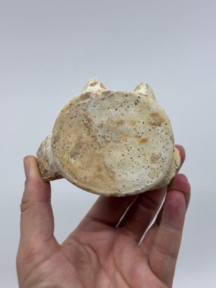 Zarafasaura oceanis Fossil Vertebra (3.96"), Plesiosaur species from Morocco - FossilsAndMore