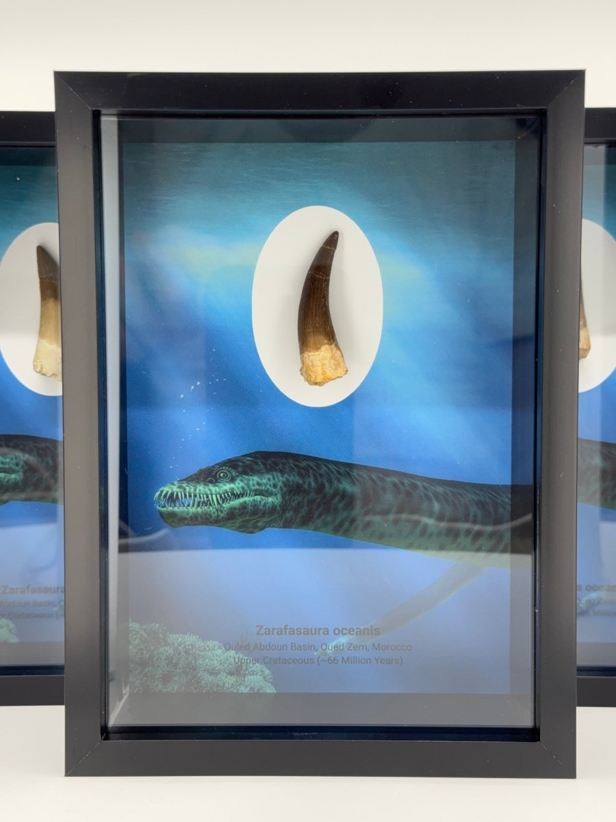 Zarafasaura Oceanis species Fossil Tooth in Large Deep Box Frame - FossilsAndMore