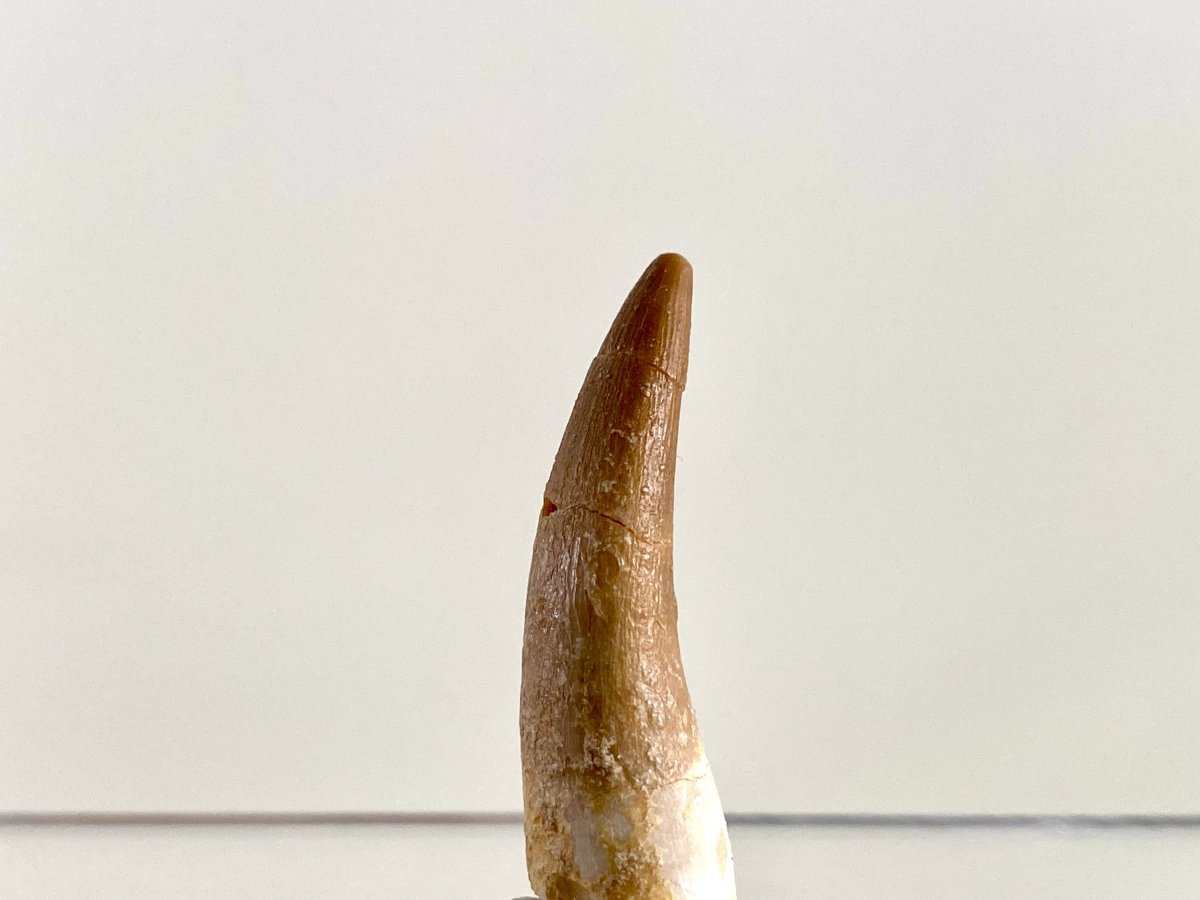 Zarafasaurus Fossil Tooth (1.47") – Plesiosaur species, Cretaceous Period, Morocco - FossilsAndMore