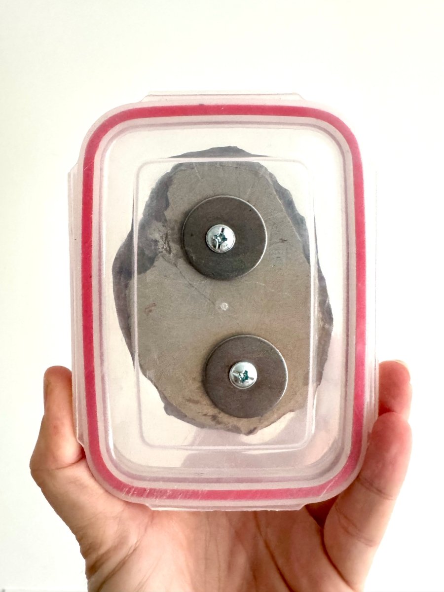 Zlichovaspis Trilobite Fossil (3.39") – Devonian Period, Morocco - FossilsAndMore