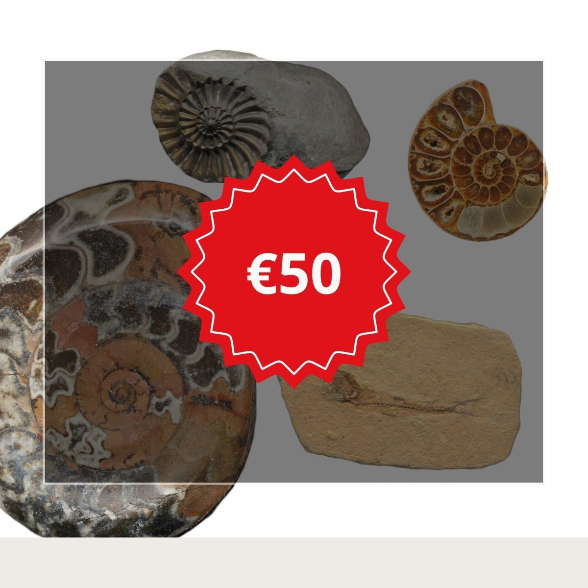 Close up of different fossil gift ideas below €50