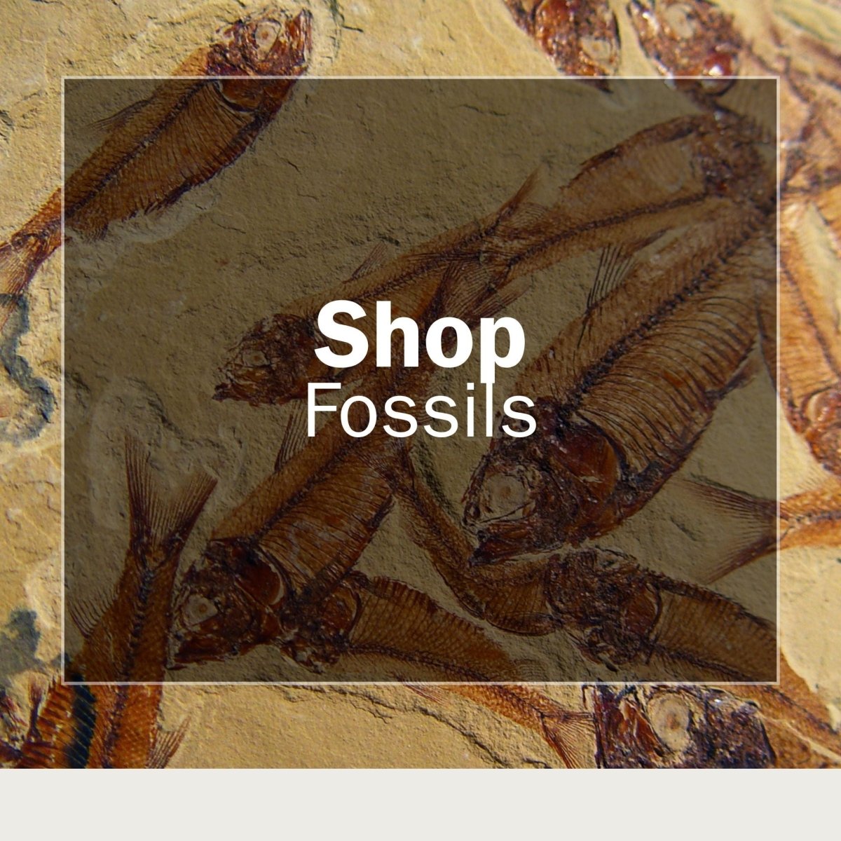 All fossils for sale - FossilsAndMore