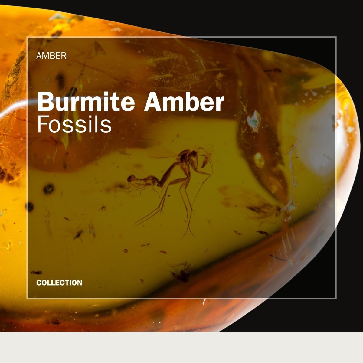 Close up of Burmite amber from Myanmar showing a fossil insect preserved in Cretaceous amber.