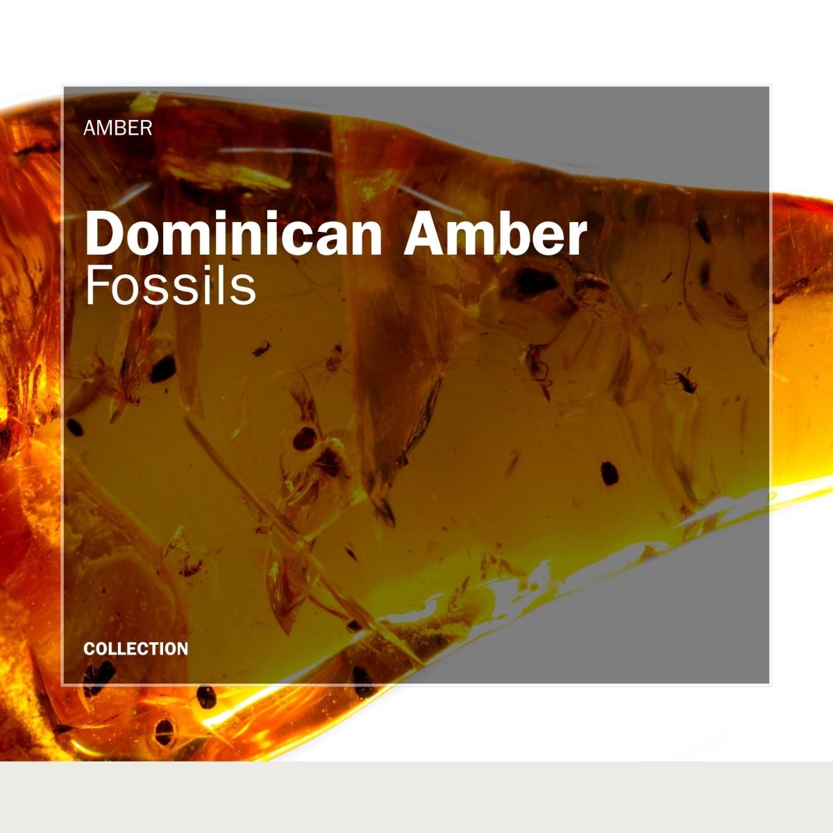 Close up of Dominican amber from Dominican Republic showing a fossil insect preserved in amber.