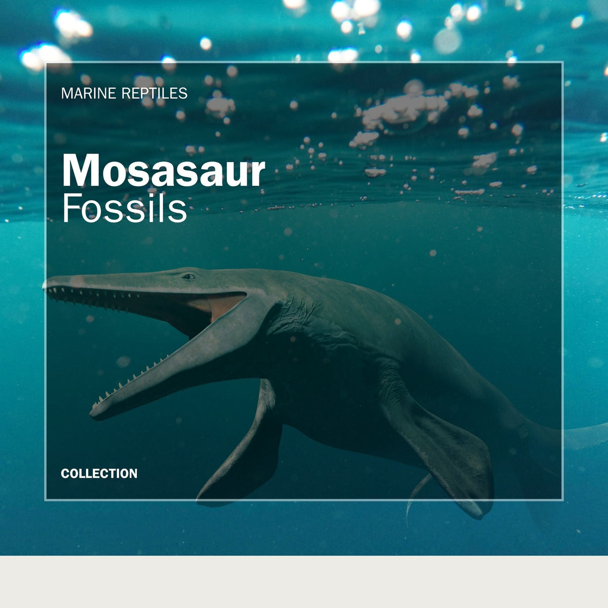 Mosasaur fossils for sale - The Mighty Sea Reptile of the Cretaceous - FossilsAndMore