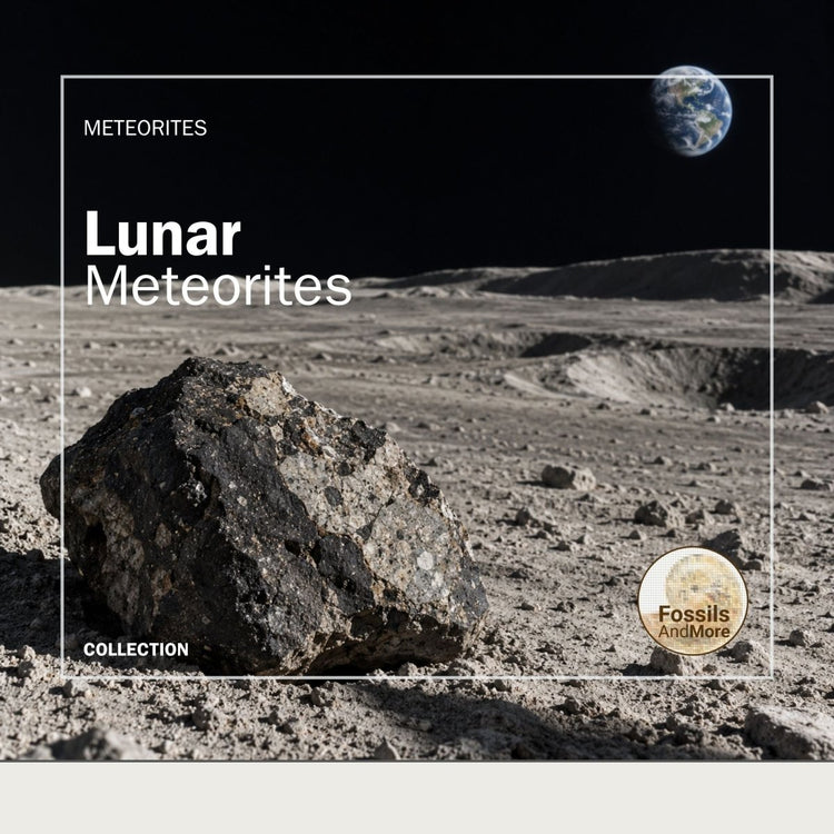 Lunar Meteorites - FossilsAndMore