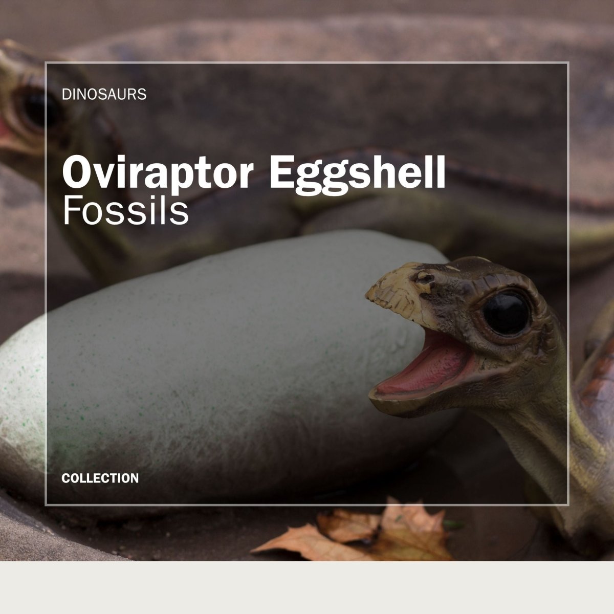 Oviraptor Eggshell Fossils - FossilsAndMore