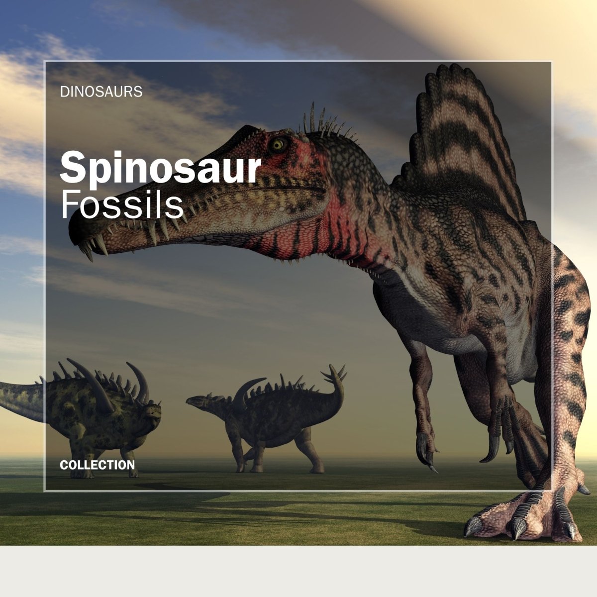 Authentic Spinosaurus Tooth Fossils - FossilsAndMore
