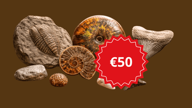 Close up of different fossil gift ideas below €50