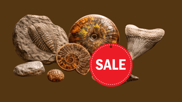 Discounted items - FossilsAndMore
